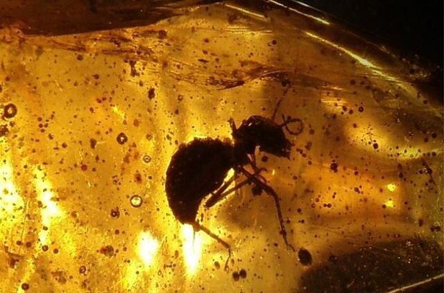 800px-Ant_in_amber wikipedia, need to atrribute